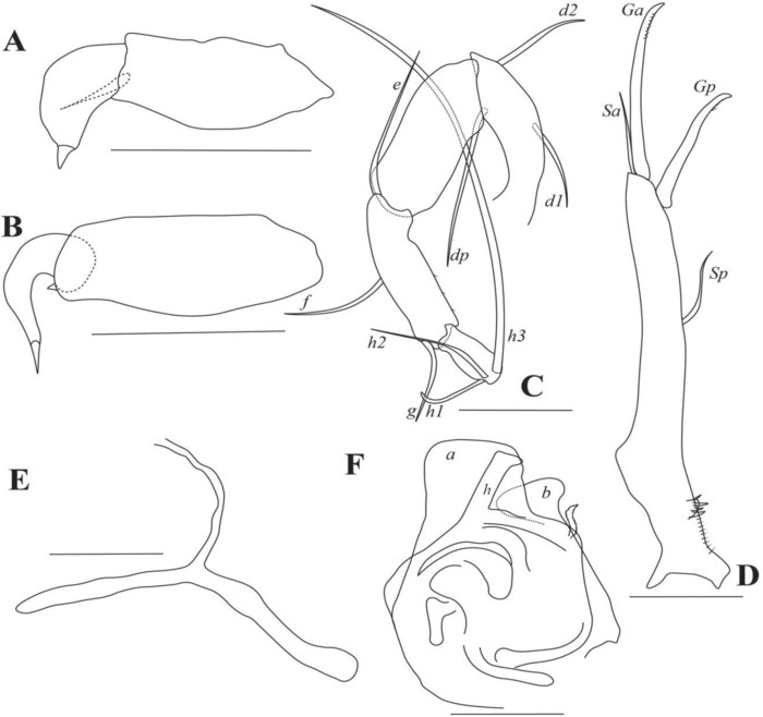 Cyclocypris pangi Yu, Ma, Wang & Zhai, 2022 - soft parts drawnings from original paper