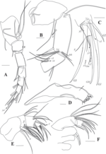 Tonnacypris rectangularis Yu, Ma, Wang & Zhai, 2022 - soft parts drawnings from original paper
