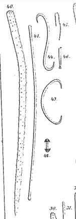 Forcepia (Forcepia) groenlandica Fristedt, 1887 Pl. 25 Figs 40–46