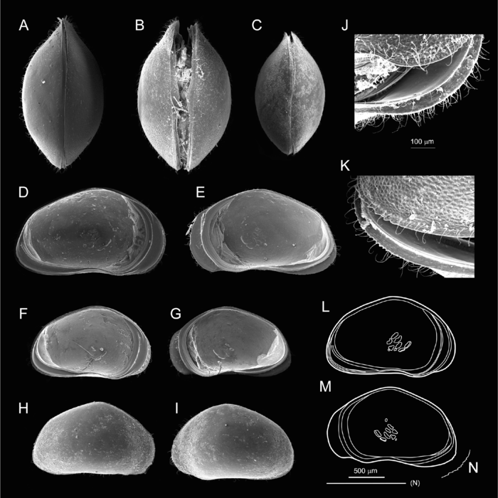 Cypris pretusi Mesquita-Joanes, Aguilar-Alberola, Palero & Rueda, 2020 - SEM valves images from original paper