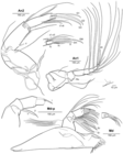 Cypris pretusi Mesquita-Joanes, Aguilar-Alberola, Palero & Rueda, 2020 - Soft parts drawnings from original paper