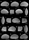 Cypridopsis silvestrii (Daday, 1902) comb. nov. - Perez et al. (2019) SEM valves images