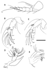 Cypridopsis silvestrii (Daday, 1902) comb. nov. - Perez et al. (2019) soft parts drawnings