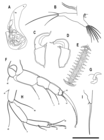 Cypridopsis silvestrii (Daday, 1902) comb. nov. - Perez et al. (2019) soft parts drawnings