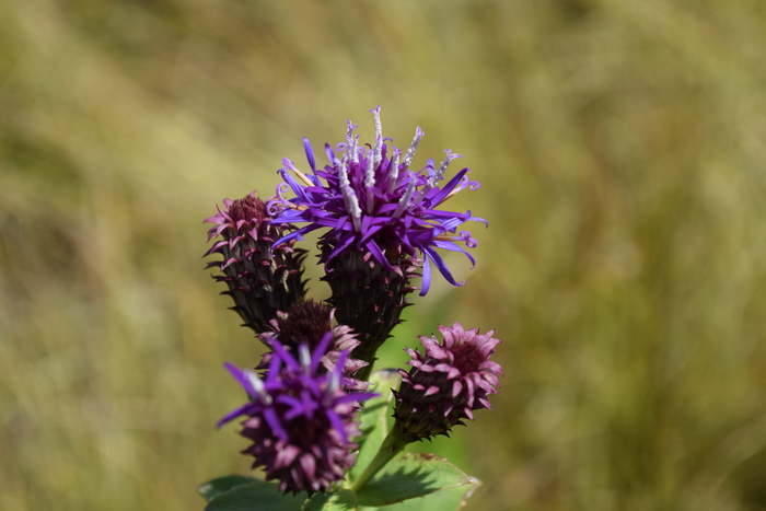 Vernonia_djalonensis_Larridon_1