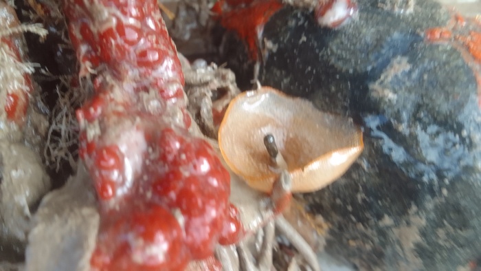 Schizoporella errata, (2023, Fig.3) Schizoporella errata, (2023, Fig.3)