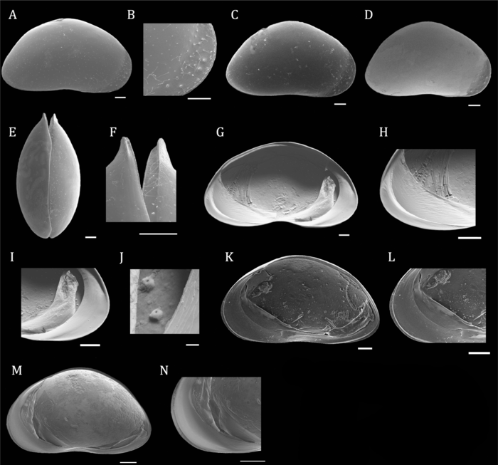 Riocypris whatleyi Coviaga, Pérez, Ramos, Alvear & Cusminsky, 2018 - SEM valves images from original paper