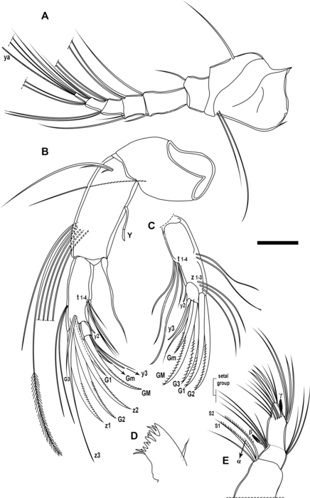 Riocypris whatleyi Coviaga, Pérez, Ramos, Alvear & Cusminsky, 2018 - soft parts drawnings from original paper