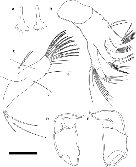 Riocypris whatleyi Coviaga, Pérez, Ramos, Alvear & Cusminsky, 2018 - soft parts drawnings from original paper