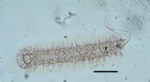 Riocypris whatleyi Coviaga, Pérez, Ramos, Alvear & Cusminsky, 2018 - male Zenker’s organ from original paper