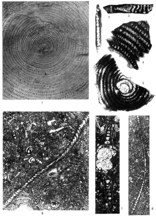 Praesorites moureti Douvillé, 1902