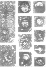 Praemurgella valenciana Luperto Sinni, Martin-Chivelet & Giménez, 2000