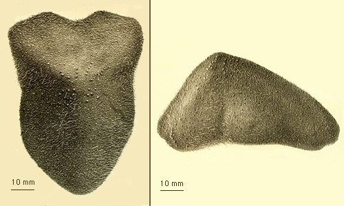 Echinocrepis cuneata Echinocrepis cuneata
