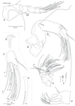 Sarscypridopsis denticulata Smith & Ozawa, 2023 - Soft parts drawnings from original paper