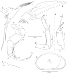 Sarscypridopsis denticulata Smith & Ozawa, 2023 - Soft parts drawnings from original paper