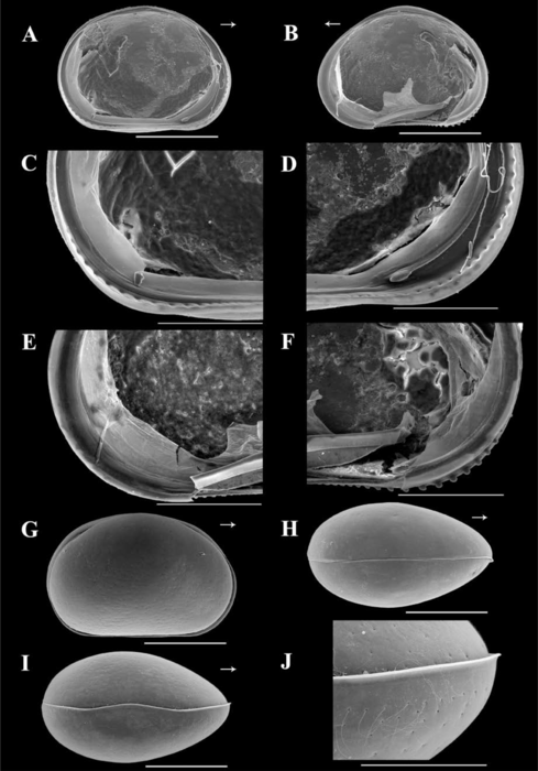 Brasilocypria pea De Almeida, Ferreira, Martens & Higuti, 2023 - SEM valves images from original paper Brasilocypria pea De Almeida, Ferreira, Martens & Higuti, 2023 - SEM valves images from original paper