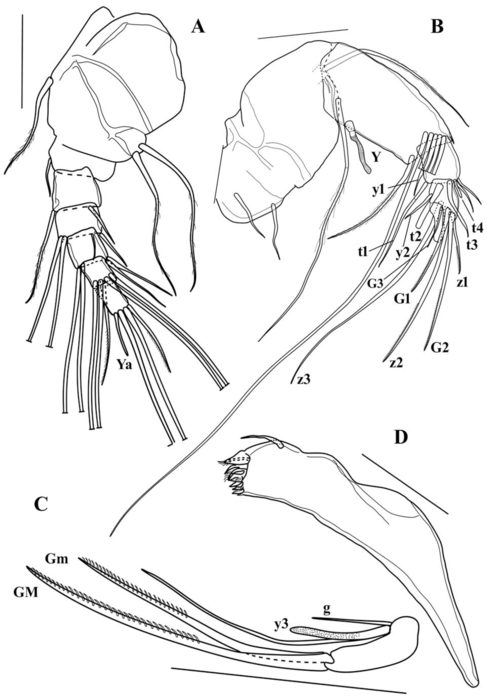 Brasilocypria pea De Almeida, Ferreira, Martens & Higuti, 2023 - soft parts drawnings from original paper