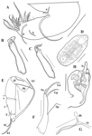 Brasilocypria pea De Almeida, Ferreira, Martens & Higuti, 2023 - soft parts drawnings from original paper