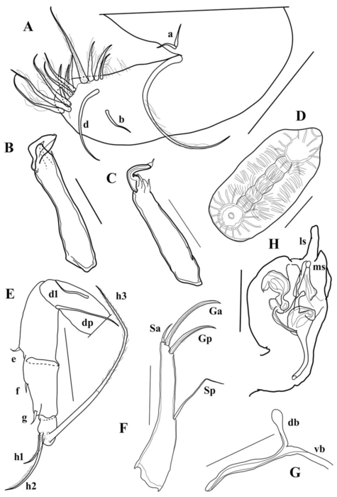 Brasilocypria pea De Almeida, Ferreira, Martens & Higuti, 2023 - soft parts drawnings from original paper