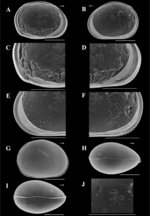 Brasilocypria pea De Almeida, Ferreira, Martens & Higuti, 2023 - SEM valves images from original paper