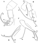 Brasilocypria pea De Almeida, Ferreira, Martens & Higuti, 2023 - soft parts drawnings from original paper