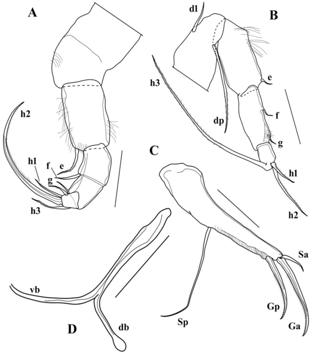 Brasilocypria pea De Almeida, Ferreira, Martens & Higuti, 2023 - soft parts drawnings from original paper