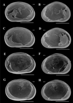 Brasilocypria pea De Almeida, Ferreira, Martens & Higuti, 2023 - SEM valves images from original paper