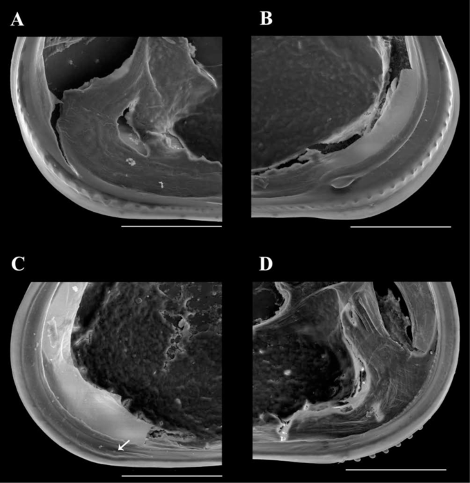 Brasilocypria pea De Almeida, Ferreira, Martens & Higuti, 2023 - SEM valves images from original paper