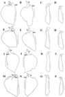 Brasilocypria pea De Almeida, Ferreira, Martens & Higuti, 2023 - soft parts drawnings from original paper