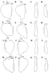 Brasilocypria pea De Almeida, Ferreira, Martens & Higuti, 2023 - soft parts drawnings from original paper