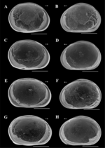 Brasilocypria pea De Almeida, Ferreira, Martens & Higuti, 2023 - SEM valves images from original paper