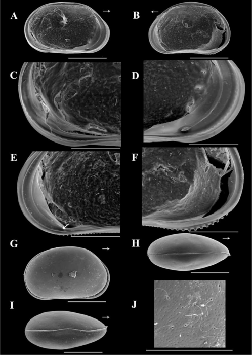 Brasilocypria ricardopintoi De Almeida, Ferreira, Martens & Higuti, 2023 - SEM valves images from original paper Brasilocypria ricardopintoi De Almeida, Ferreira, Martens & Higuti, 2023 - SEM valves images from original paper