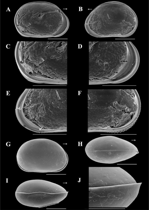 Brasilocypria ricardopintoi De Almeida, Ferreira, Martens & Higuti, 2023 - SEM valves images from original paper Brasilocypria ricardopintoi De Almeida, Ferreira, Martens & Higuti, 2023 - SEM valves images from original paper