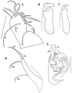 Brasilocypria ricardopintoi De Almeida, Ferreira, Martens & Higuti, 2023 - soft parts drawnings from original paper