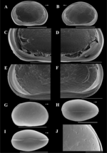 Brasilocypria alisonae De Almeida, Ferreira, Martens & Higuti, 2023 - SEM valves images from original paper