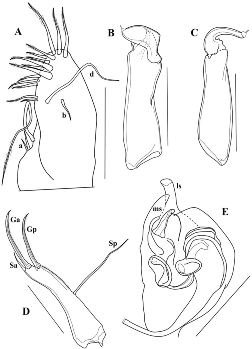 Brasilocypria alisonae De Almeida, Ferreira, Martens & Higuti, 2023 - soft parts drawnings from original paper