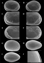 Brasilocypria alisonae De Almeida, Ferreira, Martens & Higuti, 2023 - SEM valves images from original paper