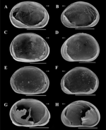 Brasilocypria alisonae De Almeida, Ferreira, Martens & Higuti, 2023 - SEM valves images from original paper