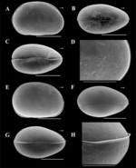 Brasilocypria alisonae De Almeida, Ferreira, Martens & Higuti, 2023 - SEM valves images from original paper