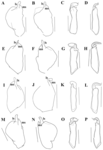 Brasilocypria alisonae De Almeida, Ferreira, Martens & Higuti, 2023 - soft parts drawnings from original paper