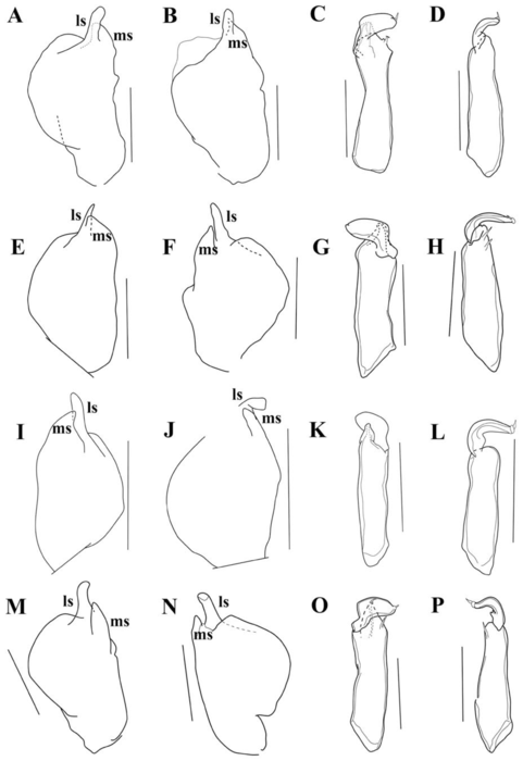 Brasilocypria alisonae De Almeida, Ferreira, Martens & Higuti, 2023 - soft parts drawnings from original paper