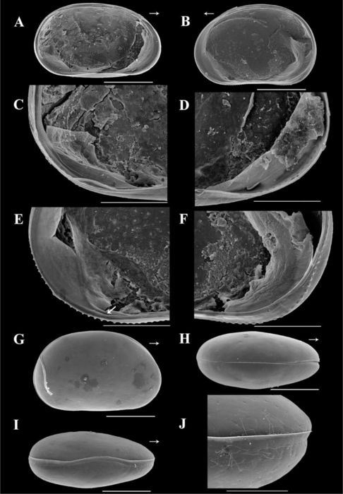 Brasilocypria lordi De Almeida, Ferreira, Martens & Higuti, 2023 - SEM valves images from original paper Brasilocypria lordi De Almeida, Ferreira, Martens & Higuti, 2023 - SEM valves images from original paper