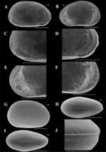 Brasilocypria lordi De Almeida, Ferreira, Martens & Higuti, 2023 - SEM valves images from original paper