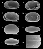 Brasilocypria lordi De Almeida, Ferreira, Martens & Higuti, 2023 - SEM valves images from original paper