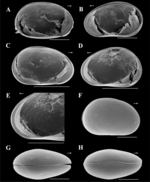 Brasilocypria lordi De Almeida, Ferreira, Martens & Higuti, 2023 - SEM valves images from original paper