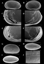 Brasilocypria namiotkoi De Almeida, Ferreira, Martens & Higuti, 2023 - SEM valves images from original paper