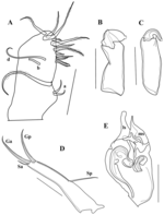 Brasilocypria namiotkoi De Almeida, Ferreira, Martens & Higuti, 2023 - soft parts drawnings from original paper