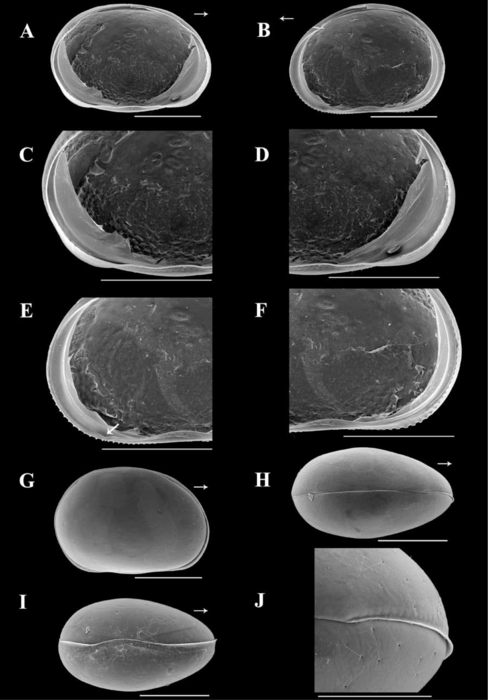 Brasilocypria namiotkoi De Almeida, Ferreira, Martens & Higuti, 2023 - SEM valves images from original paper