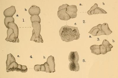Columella carpenteriaeformis Halkyard, 1918 Columella carpenteriaeformis Halkyard, 1918