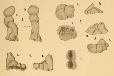 Columella carpenteriaeformis Halkyard, 1918